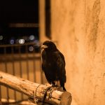 Ville médiévale - San Giorgio Morgetto