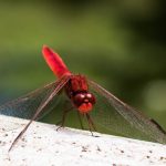 Libellule Rouge - Rizziconi